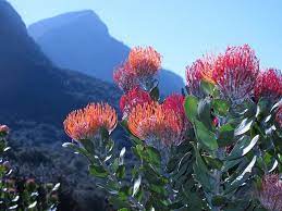 Pincushion At Kirstenbosch National Botanical Garden National Botanical Gardens Fynbos Protea Plant