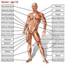 If you have problems using this site, or have other questions, please feel free to contact us. 3d Human Male Anatomy With Muscles And Text Isolated On White Royalty Free Cliparts Vectors And Stock Illustration Image 77595106