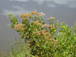 Image result for Pluchea