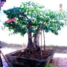Image result for Ficus lutea