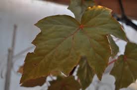 Image result for Begonia oxyloba