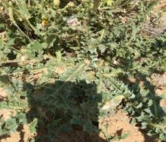 Image result for Caroxylon littoralis