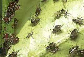 The banana aphid, pentalonia nigronervosa coquerel, is present worldwide where banana (musa spp.) is grown. Important Aphid Vectors Of Fruit Tree Virus Diseases In Tropical Asia Food And Fertilizer Technology Center