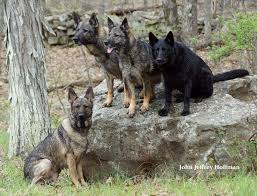 Pin By Harun Tuncer On Kurt Kopegi German Shepherd Dogs Malinois Dog Belgian Malinois Dog