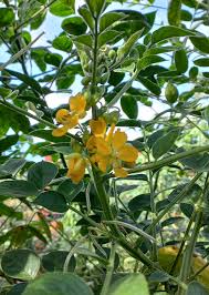 Image result for Mostuea hirsuta