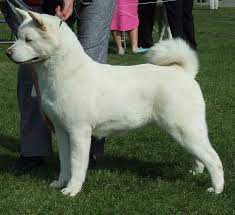 Our Dogs Akita Dog Dog Pictures Akita Puppies