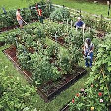 Raise Your Own Veggies Plants Raised Garden Edible Garden