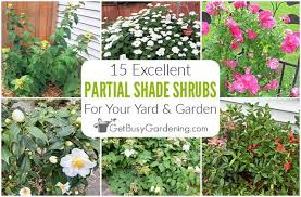 Getting the most out of your purchase our shrubs are easy to grow, if you take care with site selection, planting and some basic maintenance, including pruning. 15 Partial Shade Shrubs For Your Yard Or Garden