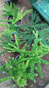I recently planted in a ceramic planter. Sleeping Duranta à¶´ à¶½ Rs 150 à· à¶§ à¶à¶­ Ruwani Plant Nursery Facebook