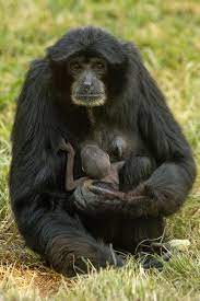 Surprise Baby Eloise The Ape Shocks Zookeepers By Giving Birth Despite Being On Birth Control San Diego Zoo Apes Funny Animal Videos