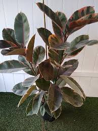 Image result for Ficus bubu