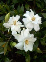 Miniature Gardenias Landscaping Plants Plants Petals