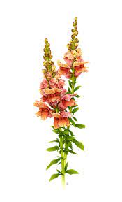 Snapdragon Snapdragon Flowers Watercolor Flowers Botanical Flowers