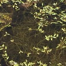 Image result for Potamogeton octandrus