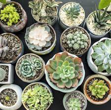 Maybe you would like to learn more about one of these? 15 Best Succulent Plant Types And How To Grow Them Indoors Or Out