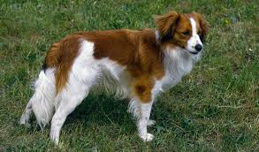 The nederlandse kooikerhondje resembles a spaniel breed. Kooikerhondje Dog Breed Information
