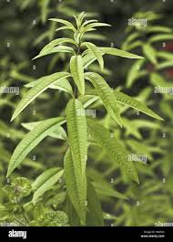 Image result for Aloysia citrodora