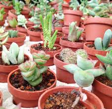 ¿donde comprar cactus y suculentas en santiago de chile? En Donde Comprar Plantas Am Queretaro