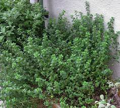 Check spelling or type a new query. Thyme English Thyme Plants With A Purpose