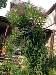 Image result for Vernonia purpurea