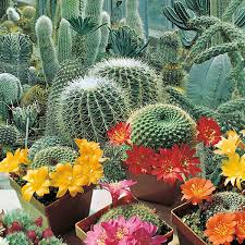 No comments on a guide on how to grow cactus. Cactus Flowers Of The Desert Seeds From Mr Fothergill S Seeds And Plants