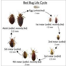 pin by forklifttrain on bed bug bites bed bugs bed bug bites bugs