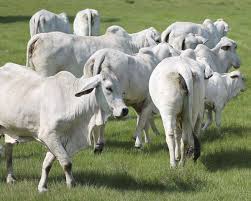Choose your favorite brahman cattle. Fba Field Day Cow Pictures Cattle Breeds Cattle
