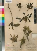 Image result for Pygmaeothamnus