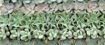 Check spelling or type a new query. What Succulent Is This Identifying Your Plant Garden House Home Tips West Coast Gardens