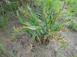 Image result for Chlorophytum macrophyllum