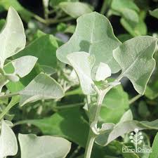 Image result for Rhagodia