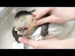 4 months old , usda license , vet checked , on shots and friendly with people. Latest Capuchin Gifs Gfycat
