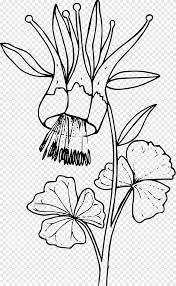 We did not find results for: Colorado Blue Columbine Drawing Floral Design Biopharmaceutical Color Pages Watercolor Painting White Png Pngegg