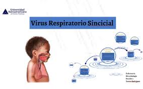 El virus respiratorio sincitial humano (vrsh), el metapneumovirus humano . Virus Respiratorio Sincicial By Yanira Rodriguez