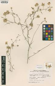 Image result for Convolvulus farinosus