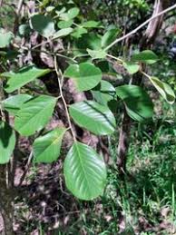 Image result for Pterocarpus rotundifolius