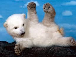I love oreos in cakes and ice creams. 47 Polar Bear Wallpapers Free Download On Wallpapersafari