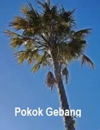 Bukan semua pokok senang hidup dalam rumah di malaysia. Anim Agro Technology Jenis Jenis Pokok Palma Di Malaysia