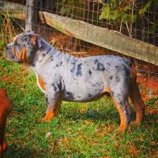 Tri Color Merle American Bully Bully Dog Dogs Baby Dogs