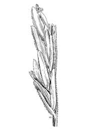 Image result for Leptochloa uniflora