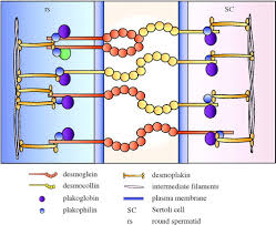 One cell type that typifies this is the neural crest, which initially exists as a population of immotile cells held together by adherens junctions but later dismantles and remodels these junctions to become migratory and ultimately form numerous cell types with diverse functions. Sertoli Germ Cell Junctions In The Testis A Review Of Recent Data Philosophical Transactions Of The Royal Society B Biological Sciences