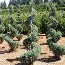 Image result for spiral cut juniper trees
