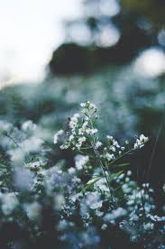 Iphone Wallpapers 19 Best Free Iphone Wallpaper Plant Wallpaper And Grey Photos On Unsplash With live wallpapers you can enjoy great animations on your lock screen. iphone wallpapers 19 best free iphone