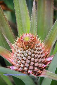 We did not find results for: Agro Pelancongan Di Ladang Nanas Pontian Johor