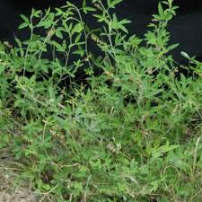 Image result for Crotalaria steudneri