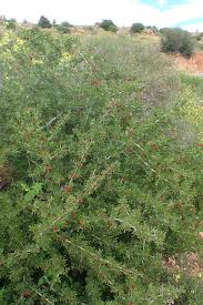 Image result for Searsia rogersii