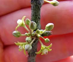 Image result for Cynanchum gerrardii