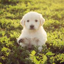 Golden Retriever Breeder Golden Retriever Breeder Golden Retriever Cute Animals