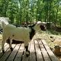 Blue eyed Nigerian Dwarf goats for sale from springfield.craigslist.org