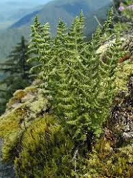 Image result for Woodsiaceae